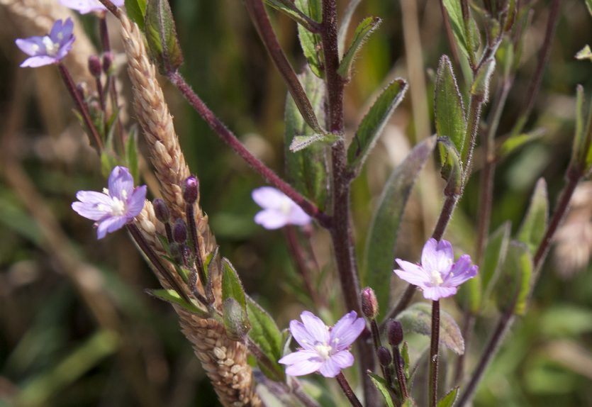 Local flora