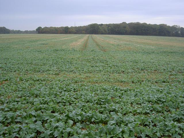 About 30m from the confluence at the edge of the field.