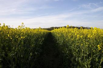 #1: North - looking along the tractor tracks