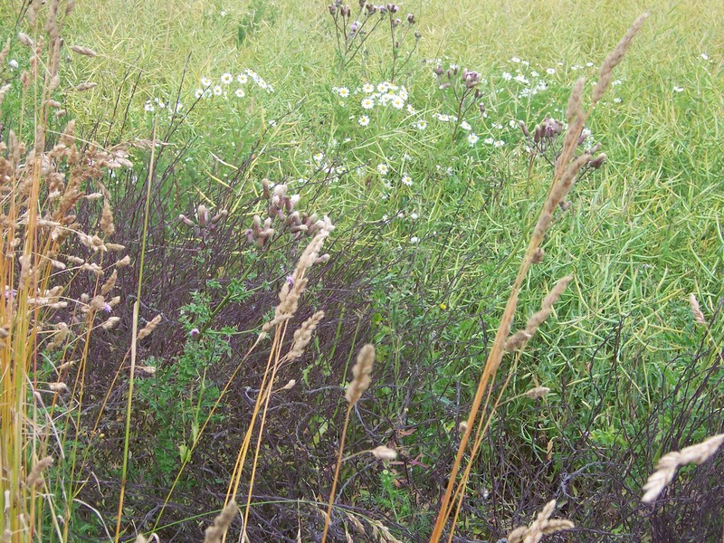 groundcover at the edge of the field