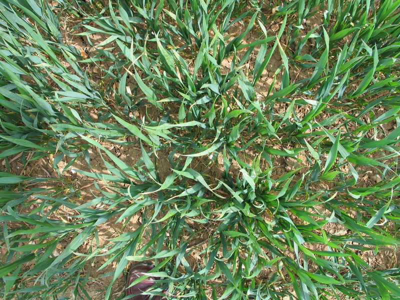 The field from above