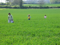 #7: Walking in the fields