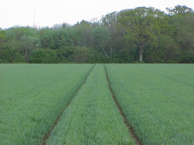 View to the north from the confluence--left side is the western hemisphere, right side is eastern hemisphere.