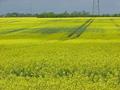 #6: Spectacular flowering rapeseed north of the confluence site, grown for a high-protein animal feed and for its oil.