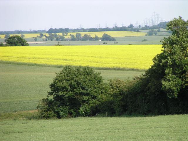 passing a rapefield on the way to the Prime Meridian