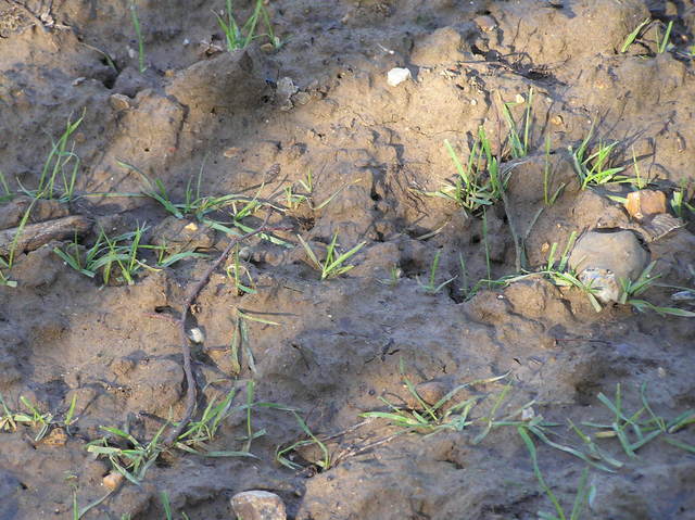 Ground cover in newly planted field at 52 North 1 East.