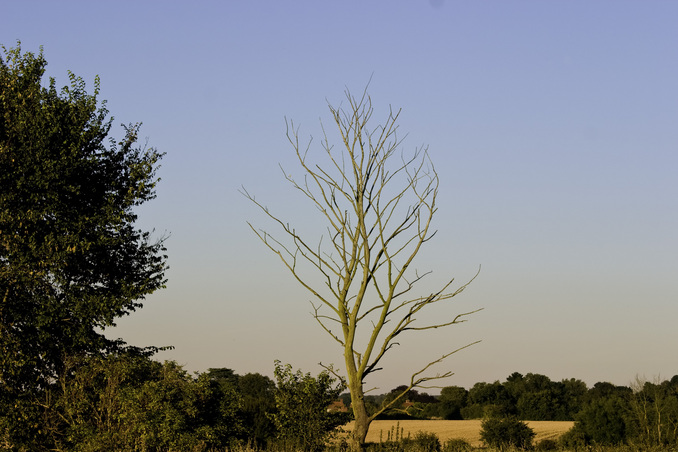 Lonely tree.