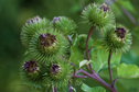 #4: Burrs.