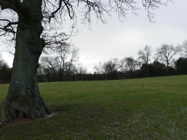 Looking South past the tree