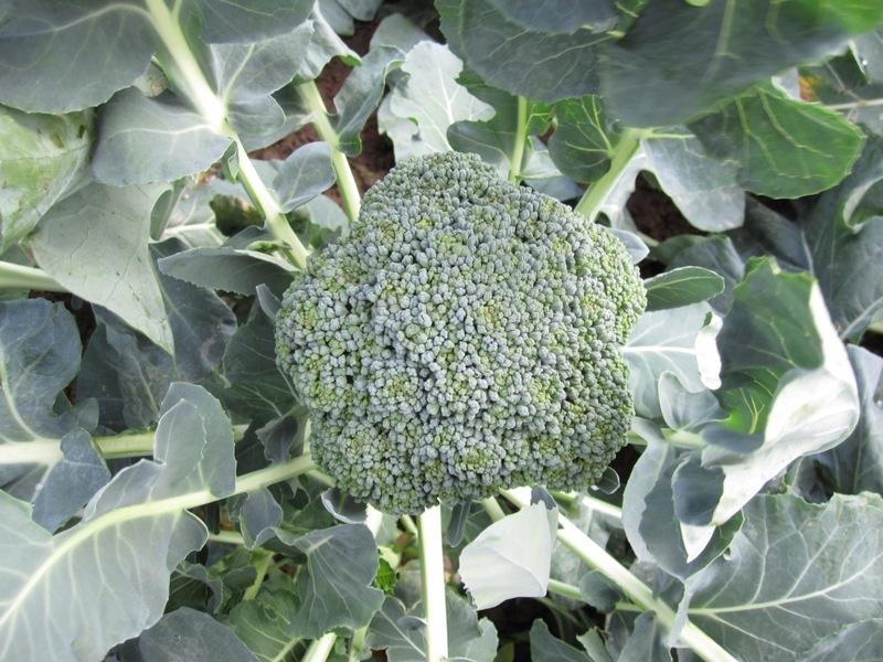 Broccoli