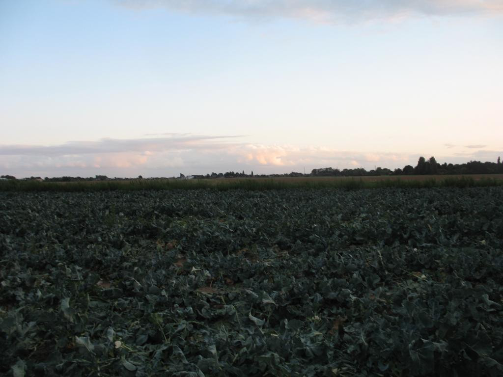 Süden; view south