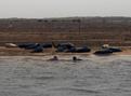 #7: Blakeney Seals