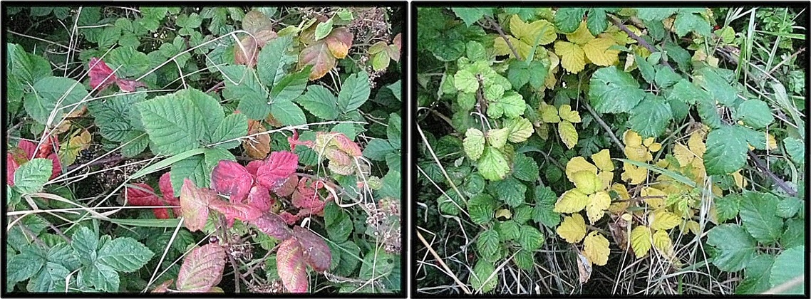 Autumn colours near the confluence.