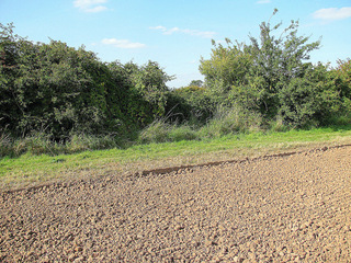 #1: The view North showing the wildlife conservation strip.