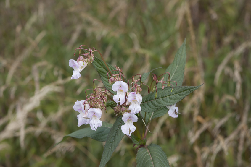 Flaura