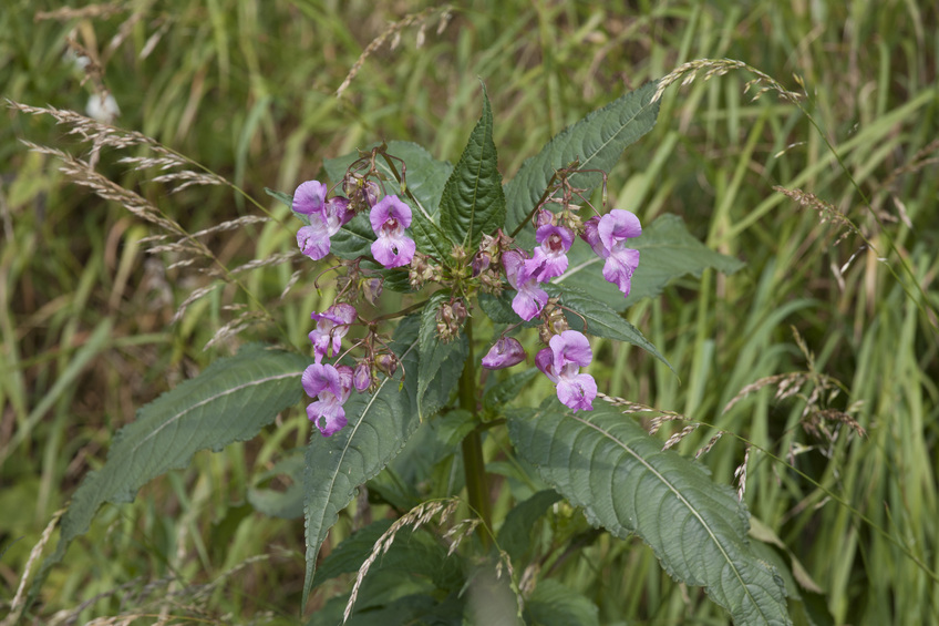 Flaura