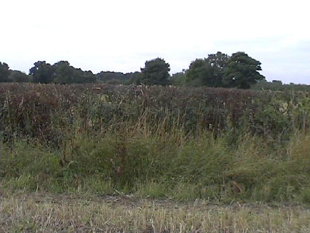 The exact point was up against a hedge, so the view to the West is almost all hedge.