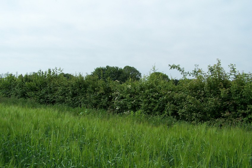 View towards SW from the confluence