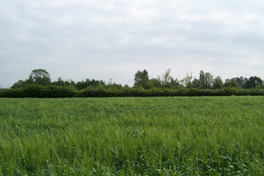 View towards E from the confluence