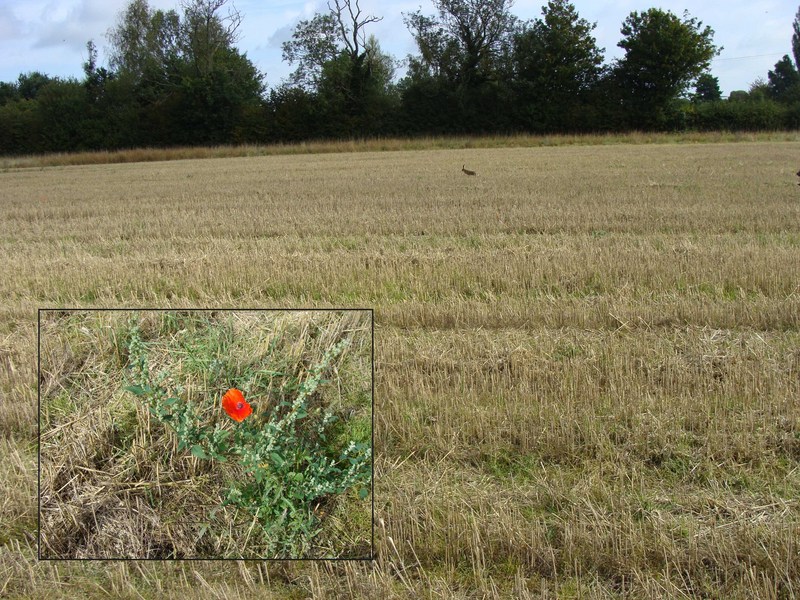 The barely visible nose of Shadow the dog, giving chase (with the insert of a late summer poppy in the nearby stubble field)