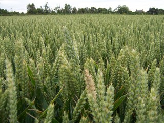 #1: the confluence, in a field of wheat