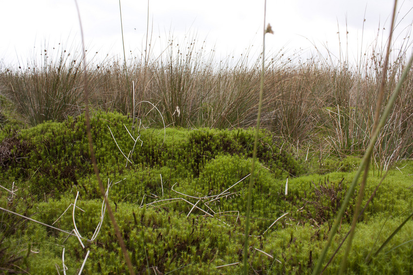 Ground cover