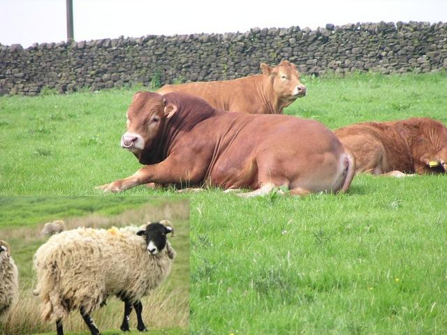 passing cows and sheep an the way to the confluence