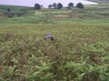 #13: Gordon in the ferns