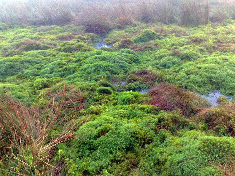 Confluence marshland