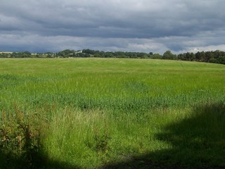 #1: the confluence is about 200 metres out in this field