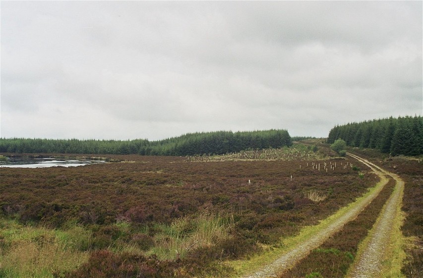 reforestation, 1 km south of the CP