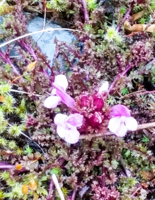 Delicate plant in middle of track