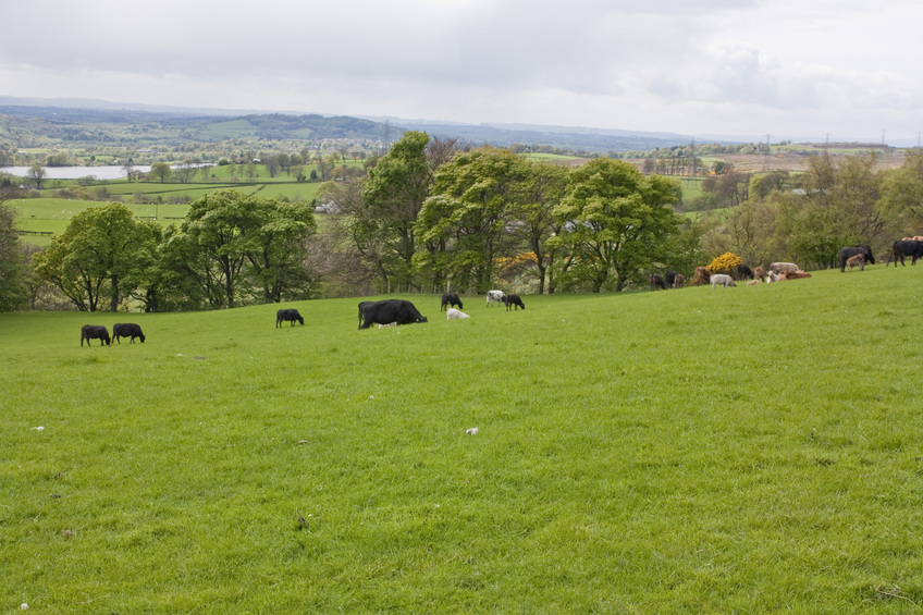 Cows or are they?