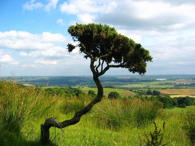 Tree nearby