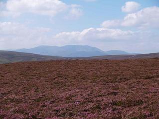 #1: Confluence in the immediate foreground, Lochnagar in the background