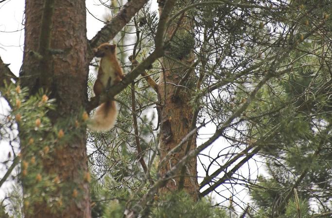 Red squirrel