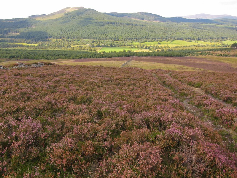 Looking back down the track towards Glen Muick