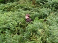 #2: John in deep bracken close to road