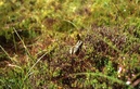 #6: moor frog