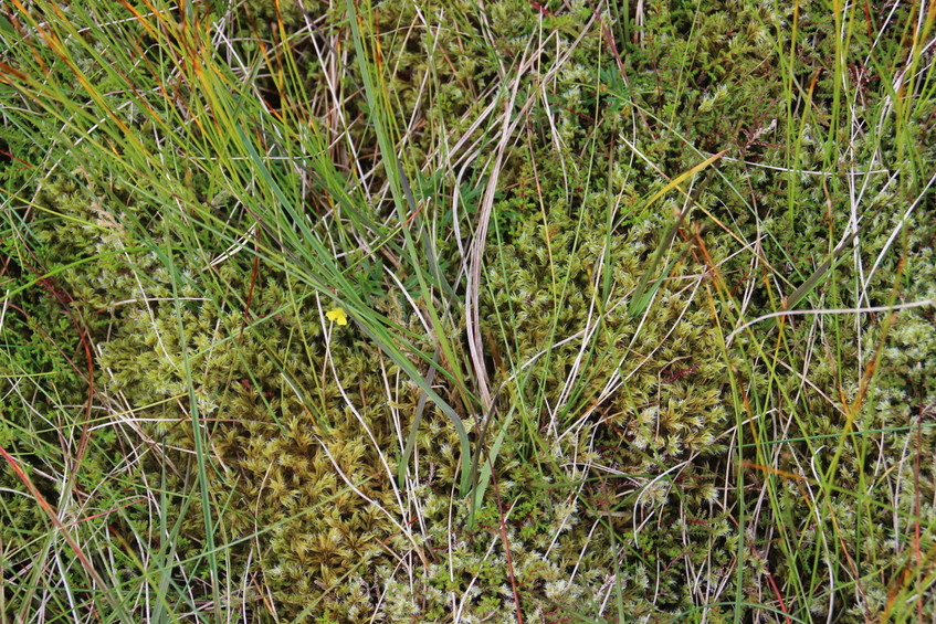 Ground cover