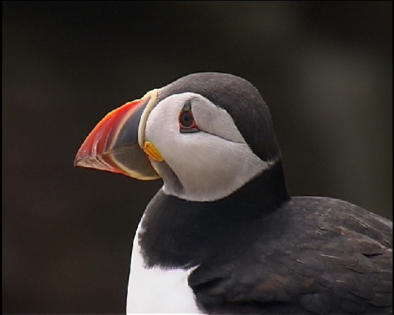 Puffin atop the cliffs of Noss