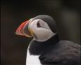 #4: Puffin atop the cliffs of Noss