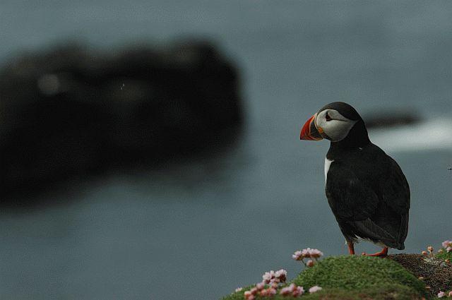 A puffin