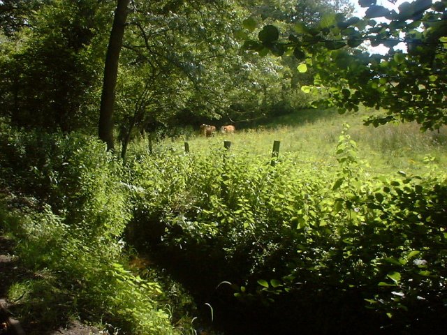 Field and cows near Gyfelia (1)