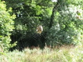 #7: A spider web seen in the meadow.