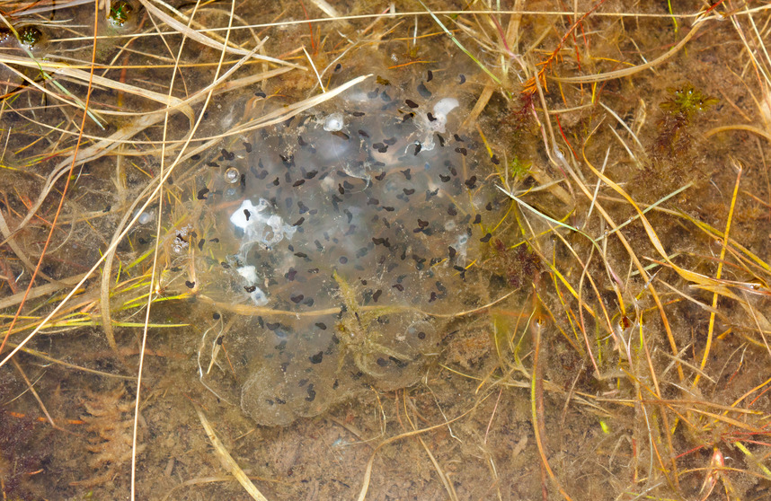 Frog spawn