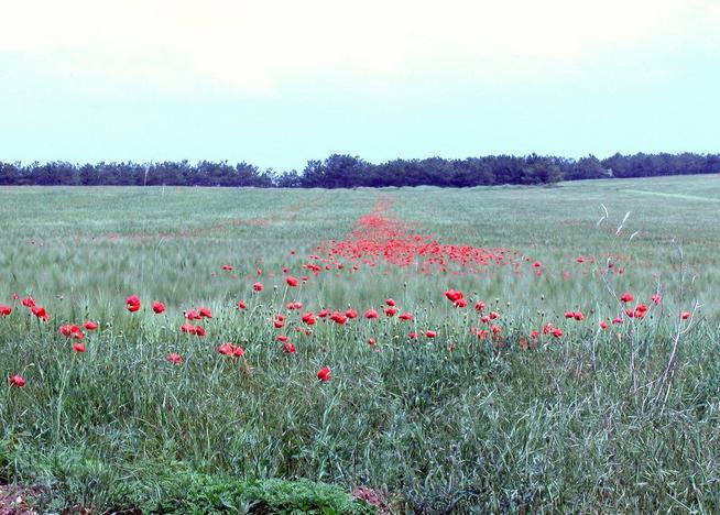 Whole poppy track