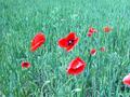 #6: Poppies at CP