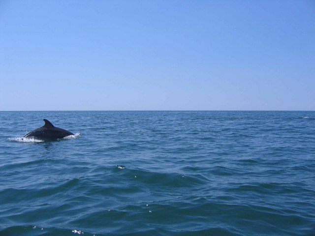 Dolphin