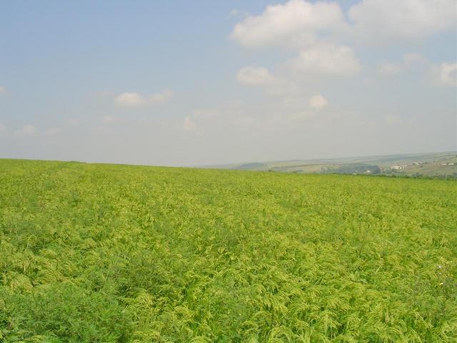 from the confluence looking to the north